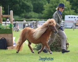 Verity DC 2026 trotting.jpg