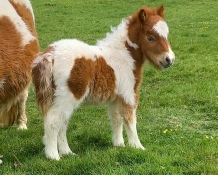 Fenella 5 days old.jpg