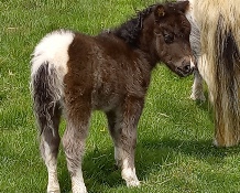 Posie 6 days.jpg