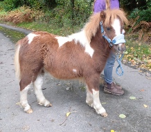 Frankel Oct 2025.jpg