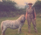 zebra.jpg