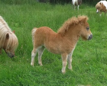 Rosco 7th June.jpg